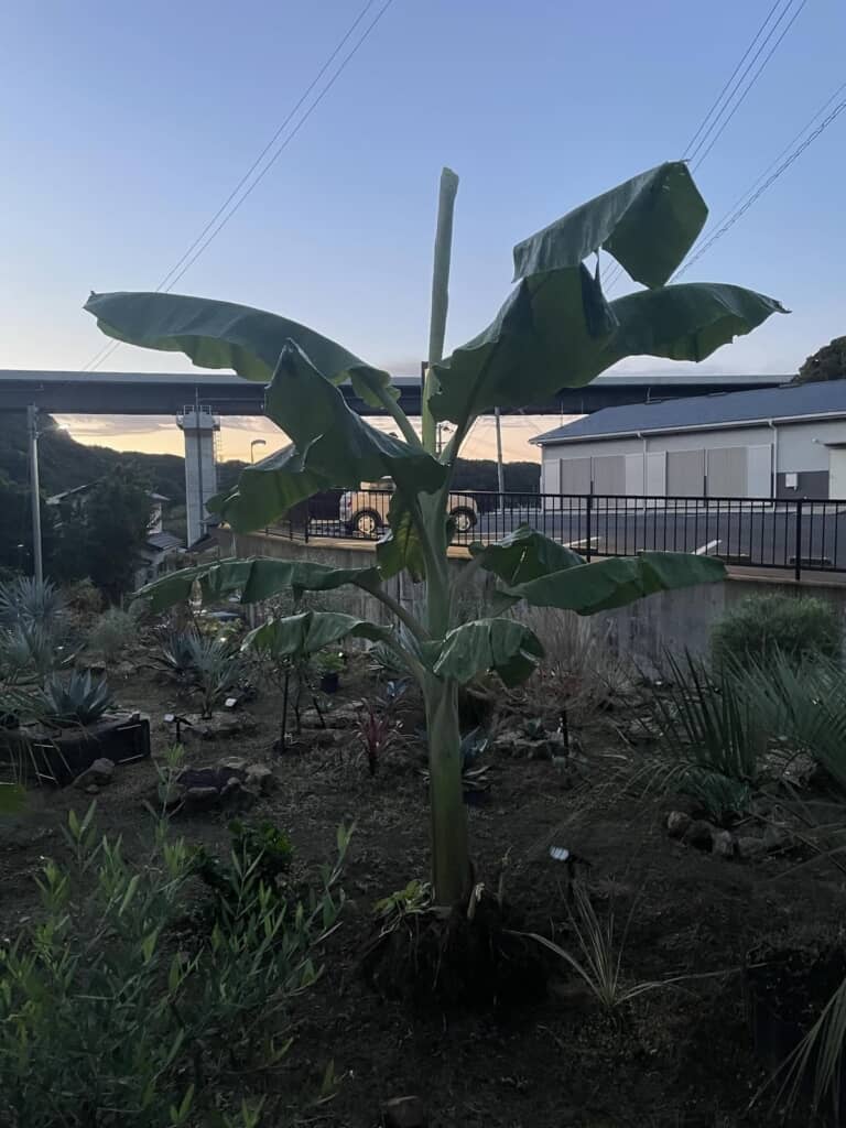 中心部から伸びた新芽