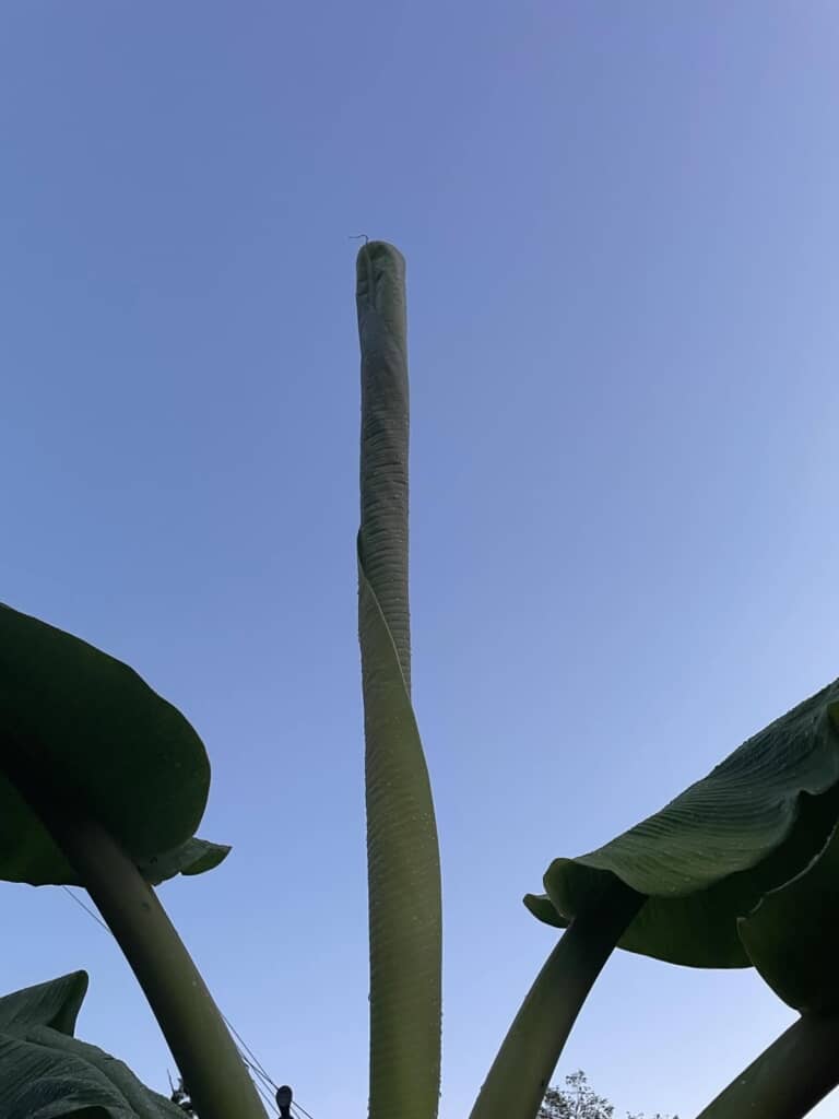 すくすく成長中