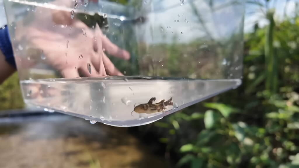 希少なアリアケギバチをいきなりゲット