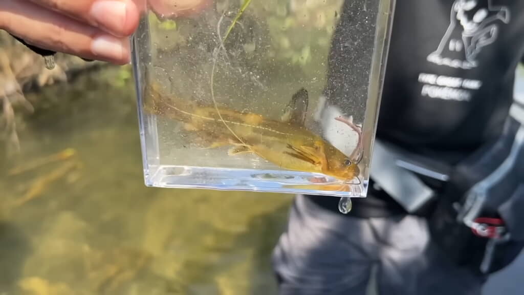 大きめのアリアケギバチ