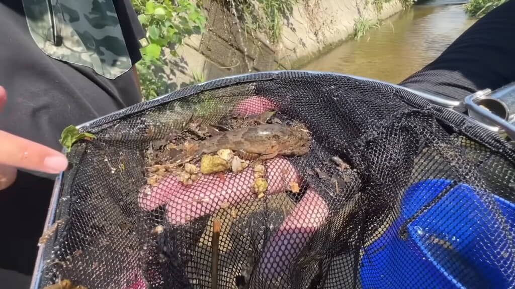 大きめのドンコをゲット