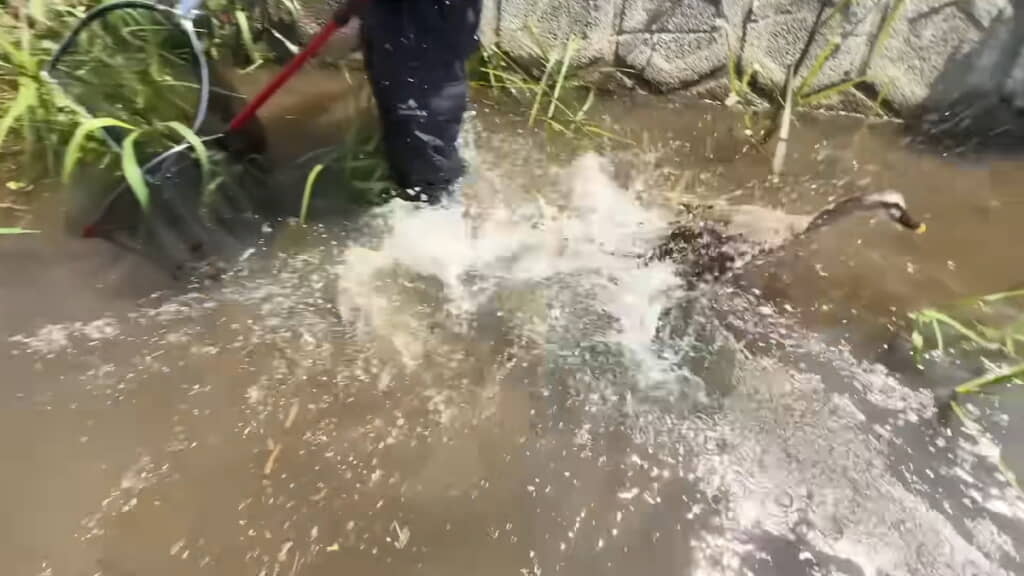 すごい勢いで逃走