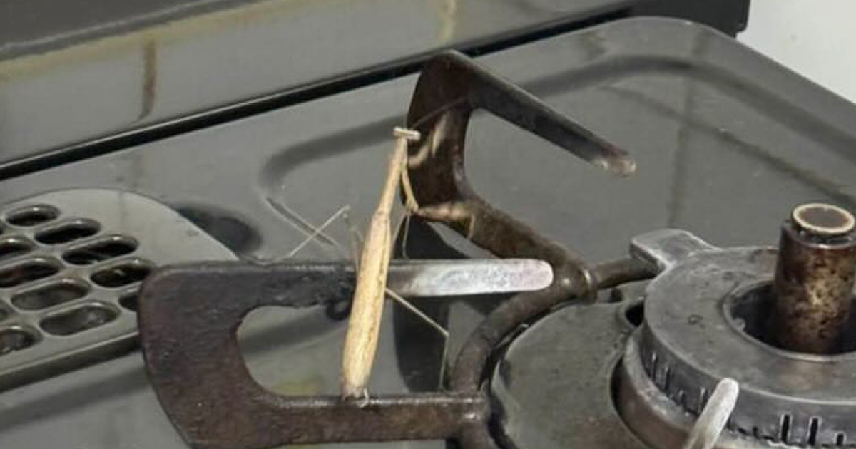 キッチンで「カマキリ」を発見→夫にLINEしたら、20分後……　“まさかの返信”に「絶対嫌だわww」（1/2） | ライフスタイル ねとらぼ