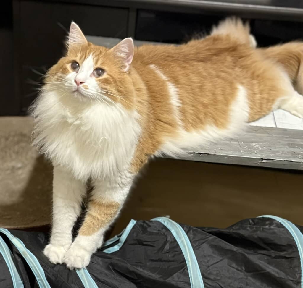 壁に何か違和感を感じた隊長くん