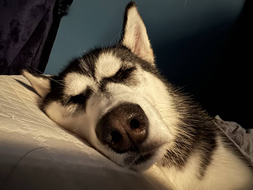 ぐっすり眠っているこはるちゃん