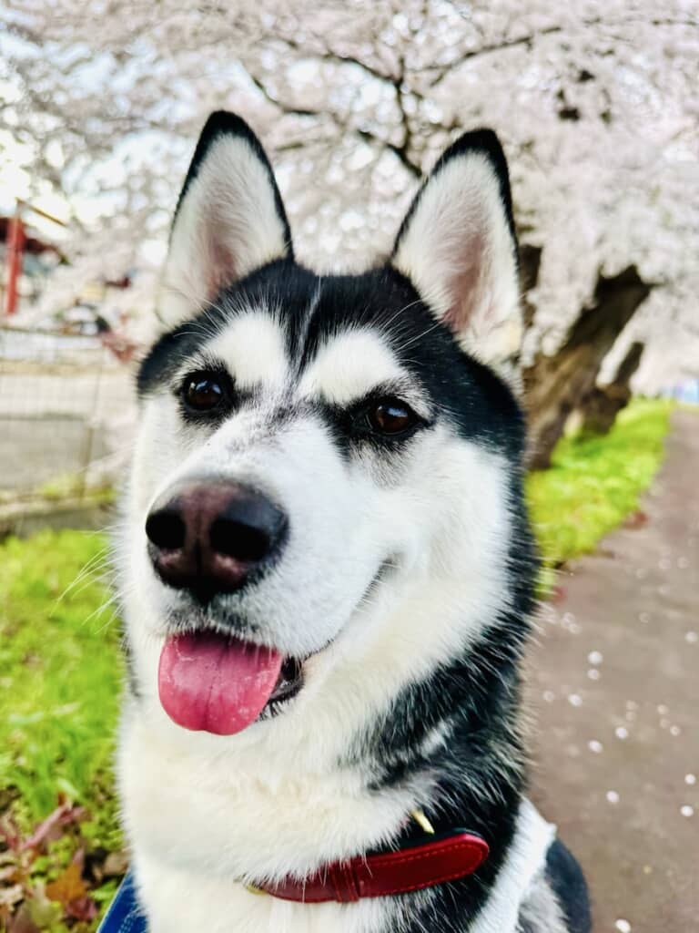 起きているときはりりしい表情です