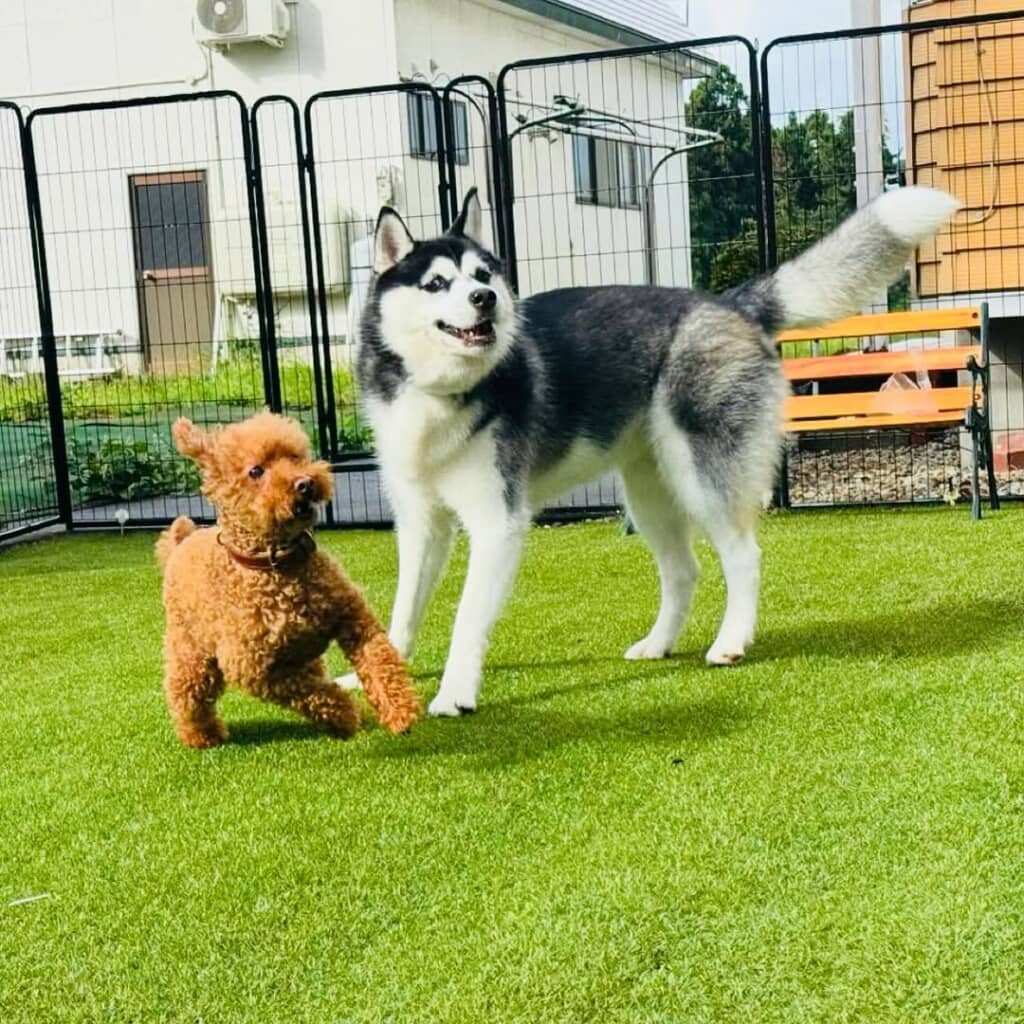 一緒に暮らすプードルの「むう」くんと自宅のドッグランで遊ぶこはるちゃん