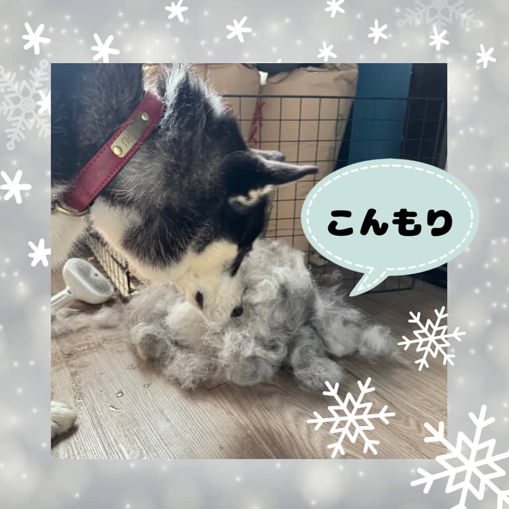 ブラッシングをしたら小型犬1匹分くらいの毛が取れたこはるちゃん