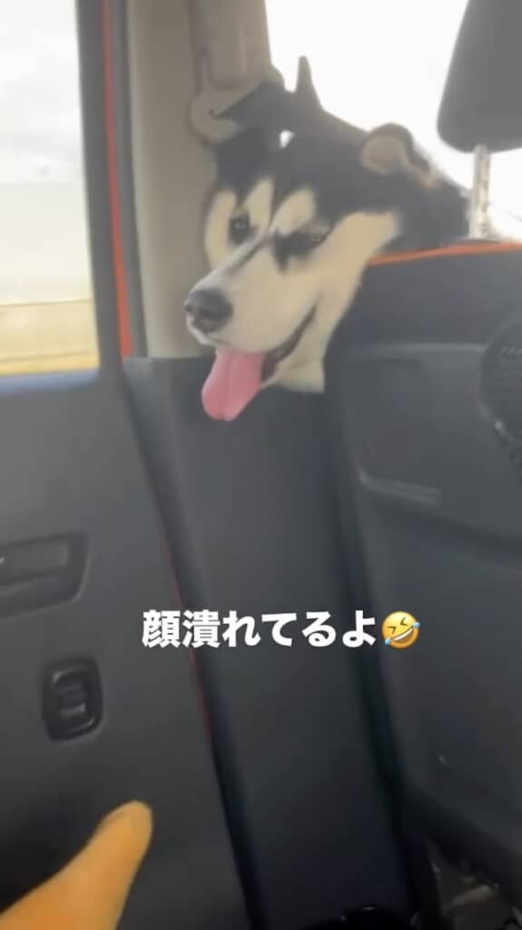 いっぱい遊んだ帰りの車内、体力を使い果たした様子のこはるちゃん