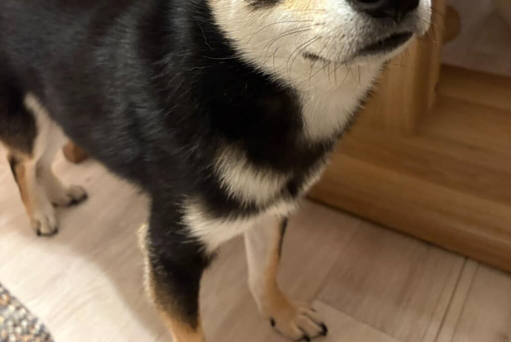 ドッグトレーナーさんに「可愛い！」と褒められたはなちゃん