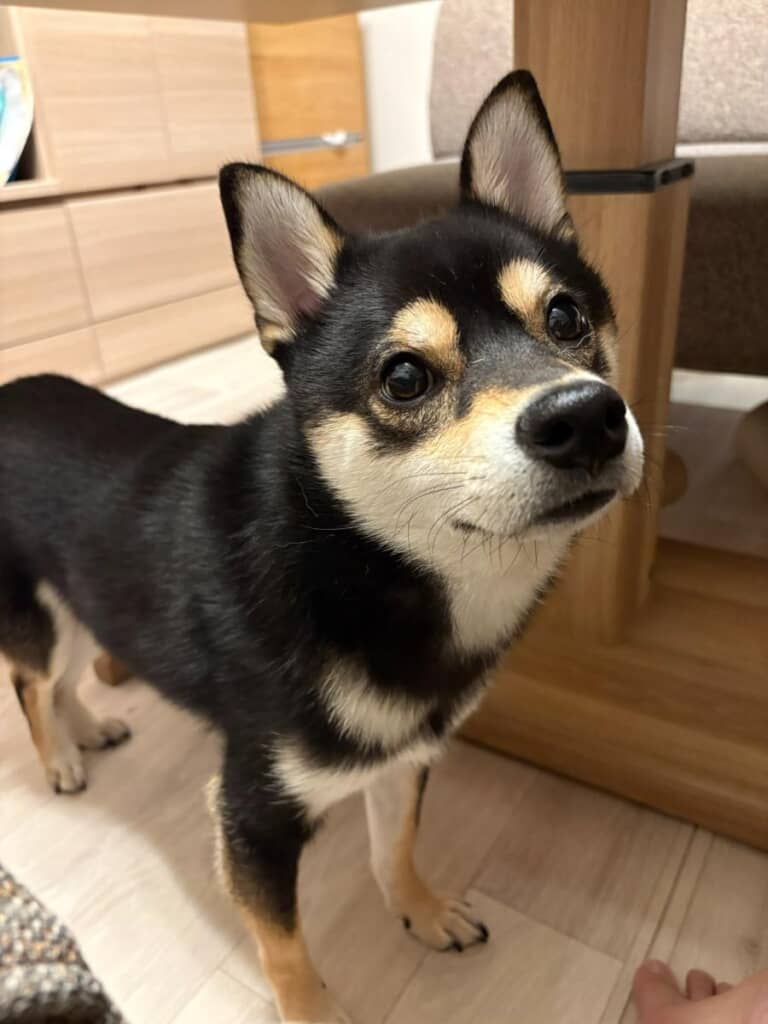 ん？………本当に柴犬？