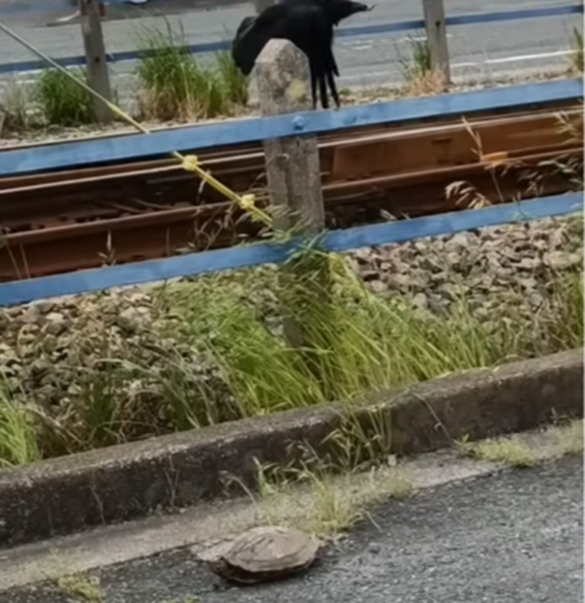 バイト帰り、道ばたでカラスに襲われるカメを保護→大事に100日育てたら……　驚きの姿に「ガラッと変わりましたね」「愛が溢れています」（1/3） | その他生き物 ねとらぼ