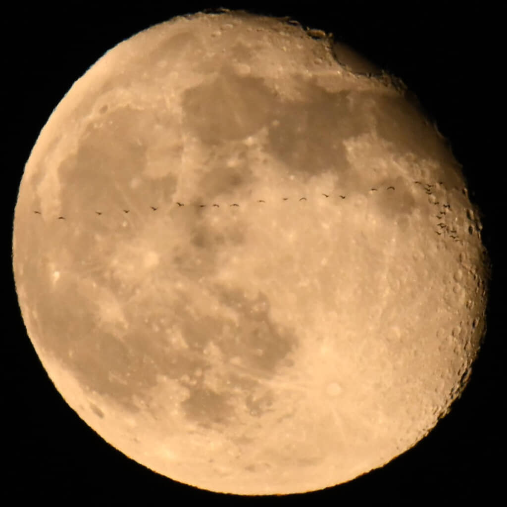 月を横切る影の正体は……？