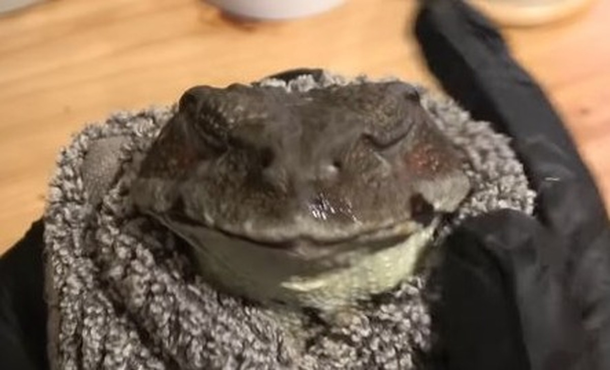 「こうするしかない」元介護士と“おばあちゃんカエル”の生活をのぞいたら……　衝撃の光景に「泣けてきた」（1/3） | 動物 ねとらぼ