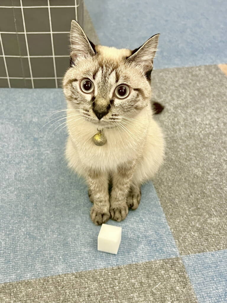 激落ちくんを自慢げに見せてくれるチャイちゃん