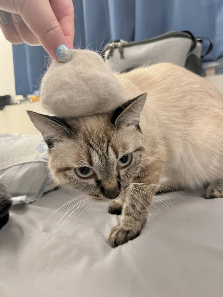 本日の毛玉収穫