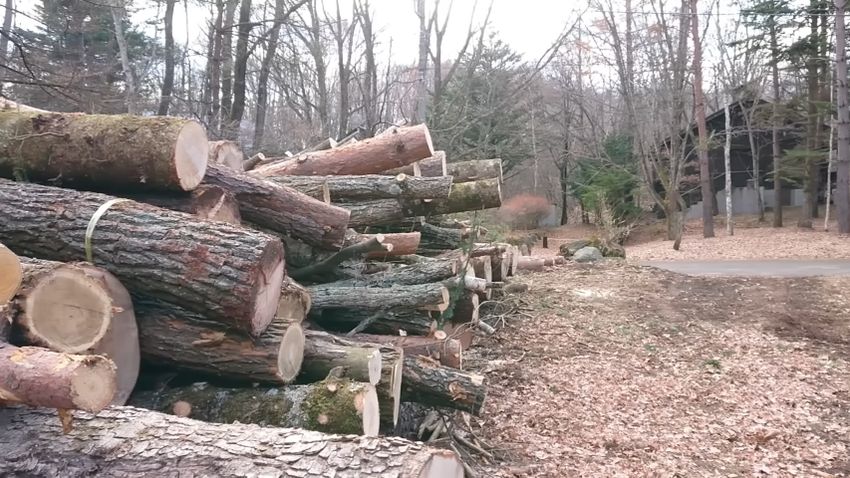 庭に生えていた木を切り倒して生じた丸太