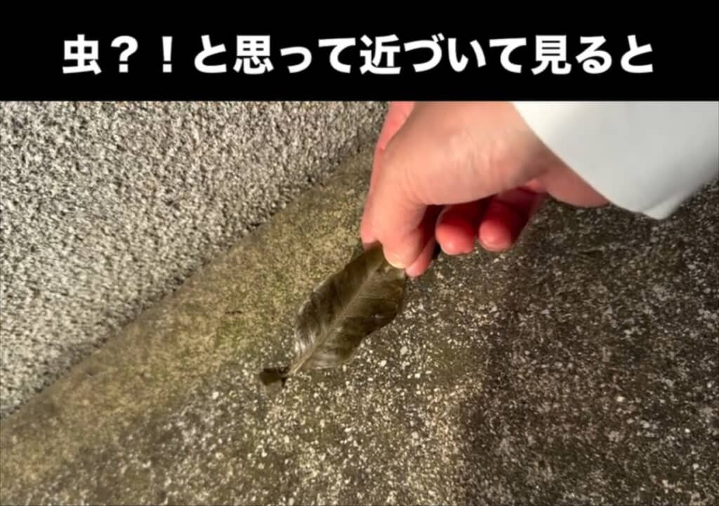 不思議なものを発見