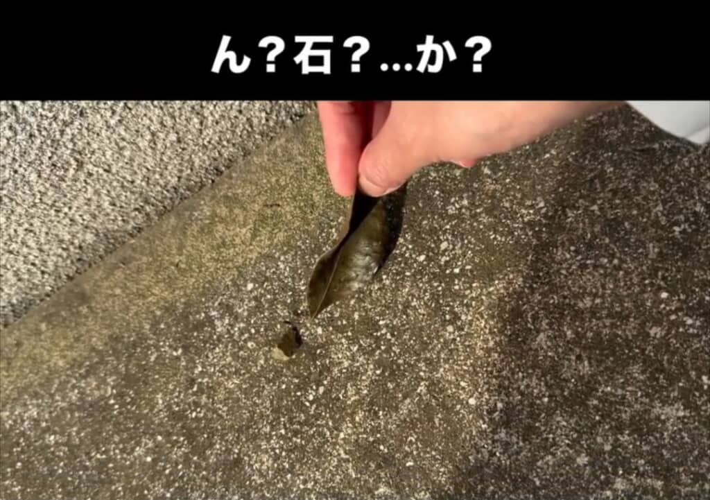 見た目は完全に石