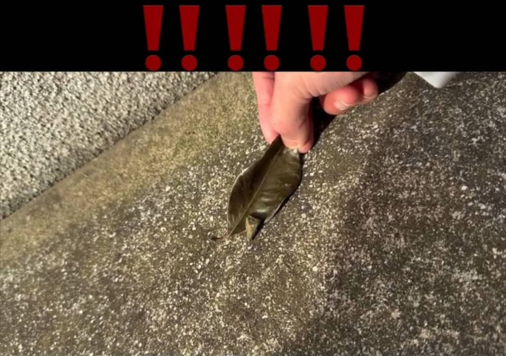 自分で葉っぱに乗った!?