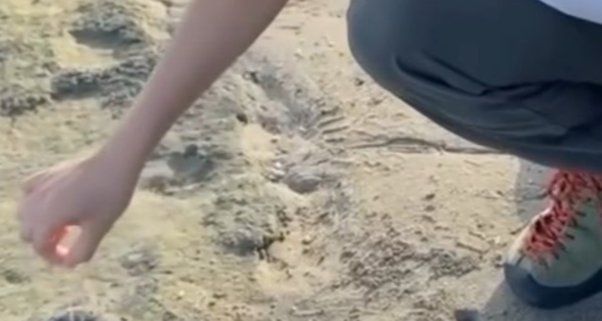 砂浜を散歩していたら、様子のおかしい“危険生物”に遭遇→よく見ると……　まさかの姿に「むごいね」「どうか生き抜いて」（1/2） | その他生き物 ねとらぼ