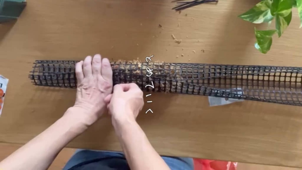 “観葉植物をデカくしたい”→植物好きがホームセンターで買ってきたグッズで……　まさかの活用法に「いいアイデア」「真似してみます！」（1/2） | ライフスタイル ねとらぼ