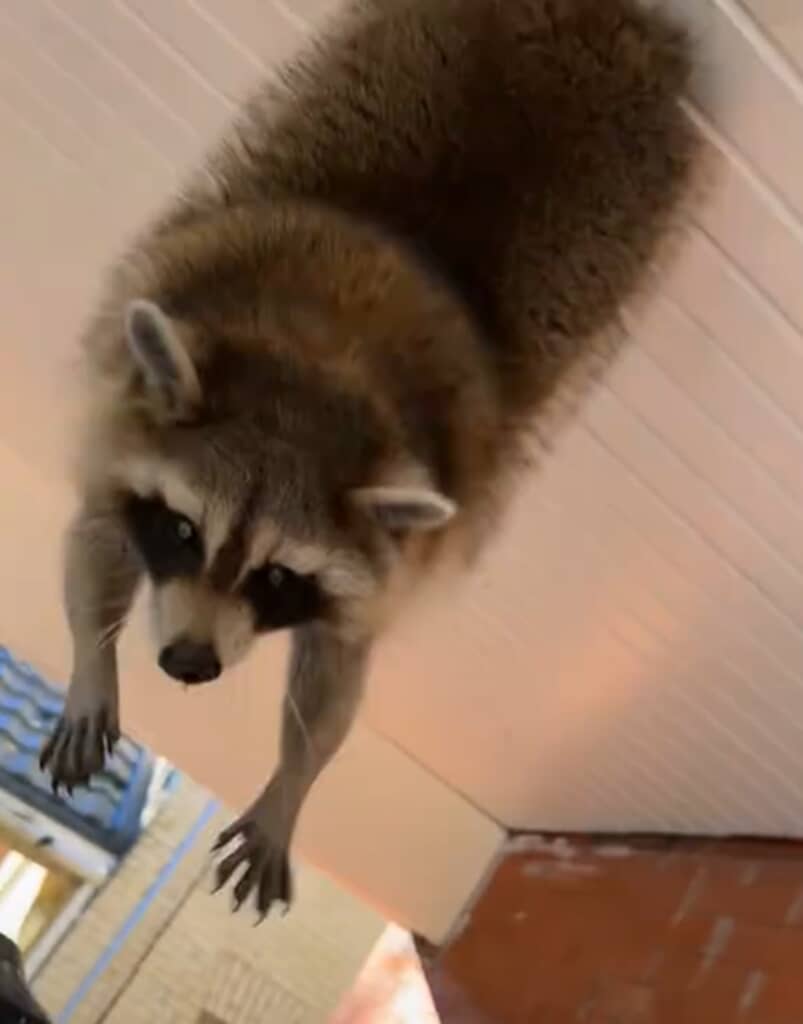 天井穴にお尻が挟まったアライグマ