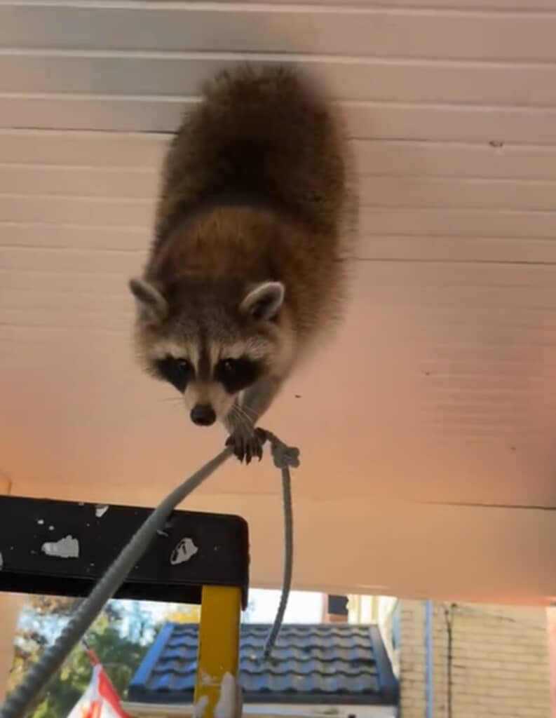 天井穴にお尻が挟まったアライグマ