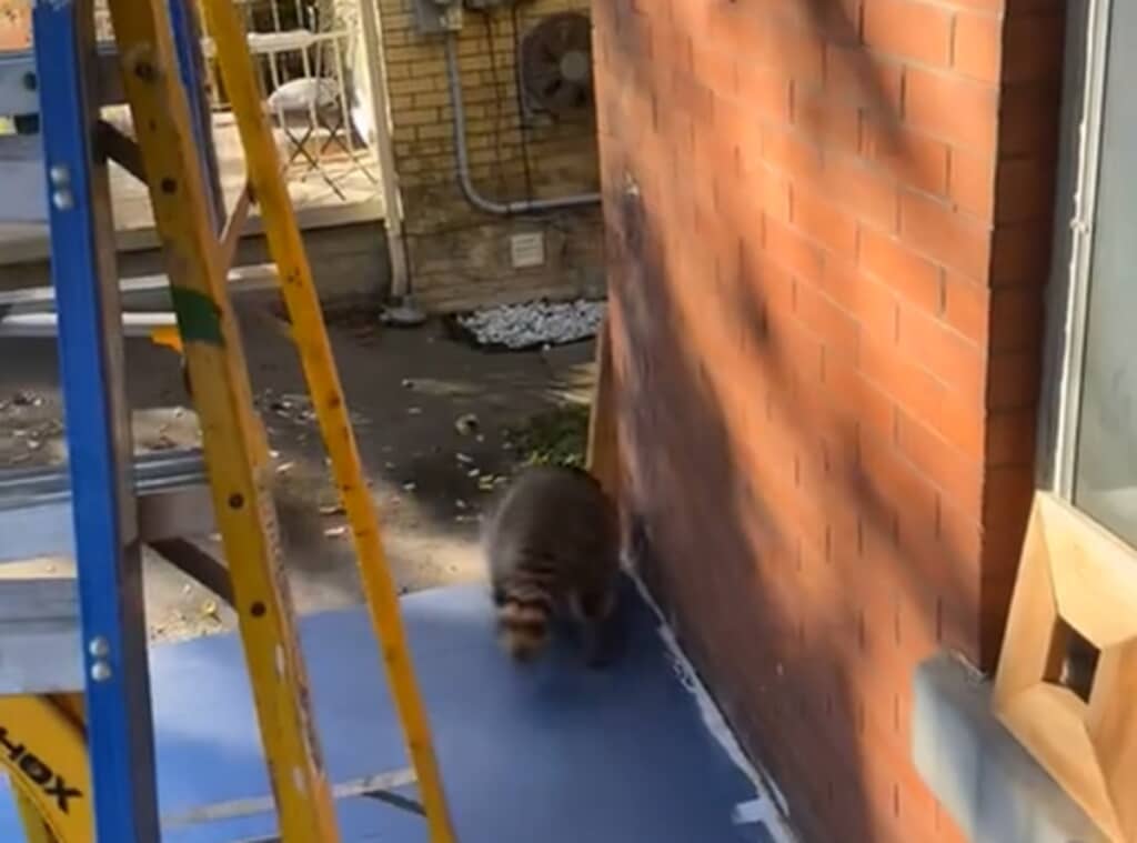 天井穴にお尻が挟まったアライグマが救助される