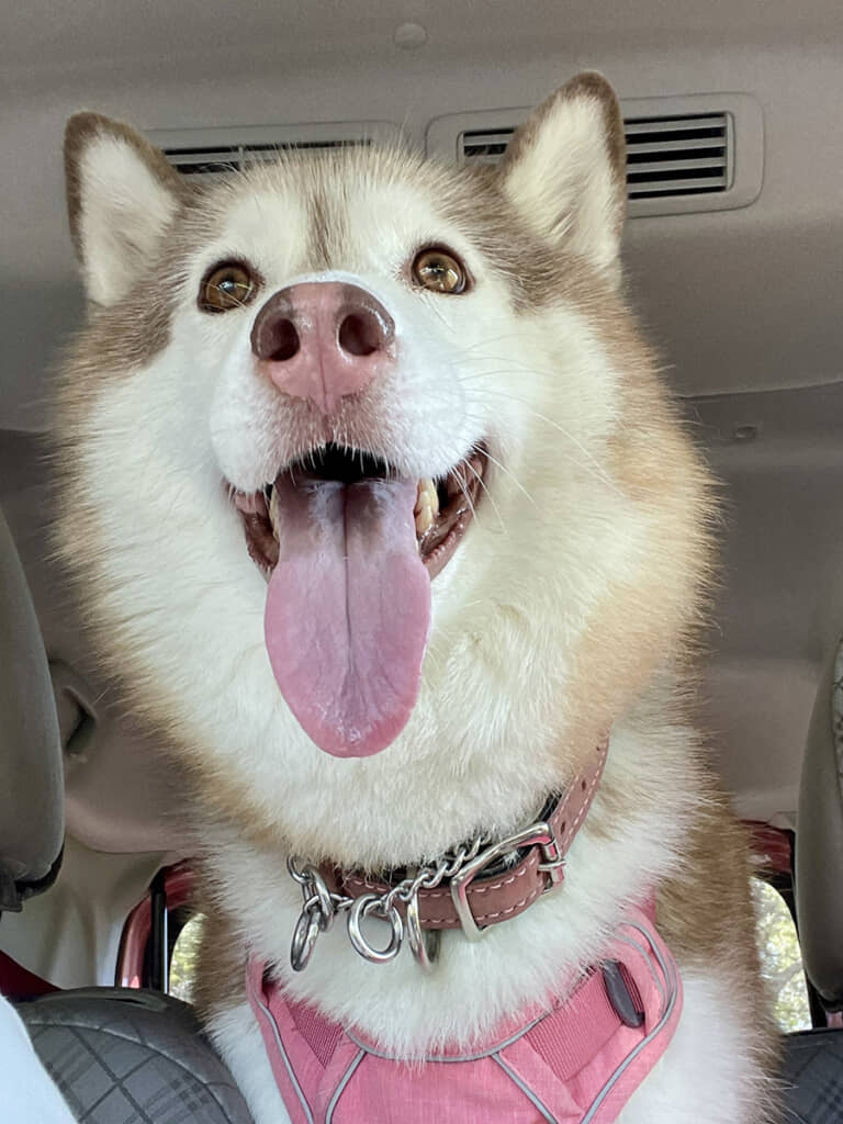 どこ行くのかなー