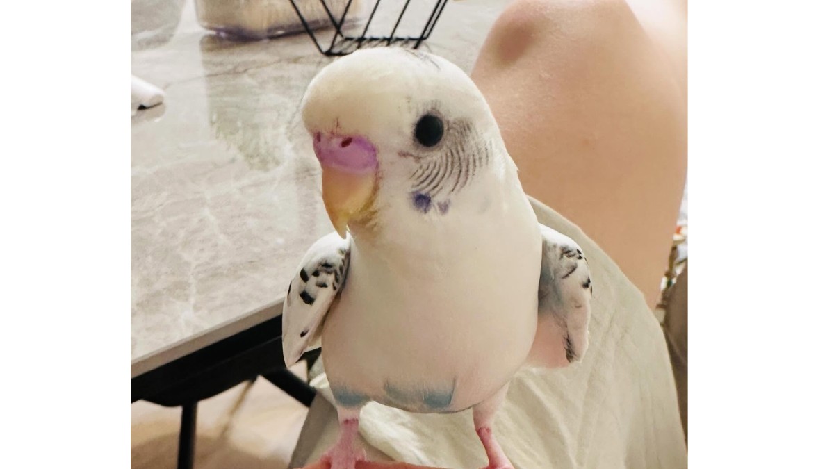 鳥用ヒーターに寄り添うインコ、よく見たら→「あったかい