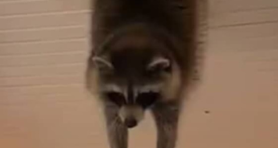 天井に“おしり”が挟まっちゃった！　ぽっちゃりアライグマの救出劇が1600万回再生　「まさにロープが命綱」「助かって良かった」【海外】 | 動物 ねとらぼ