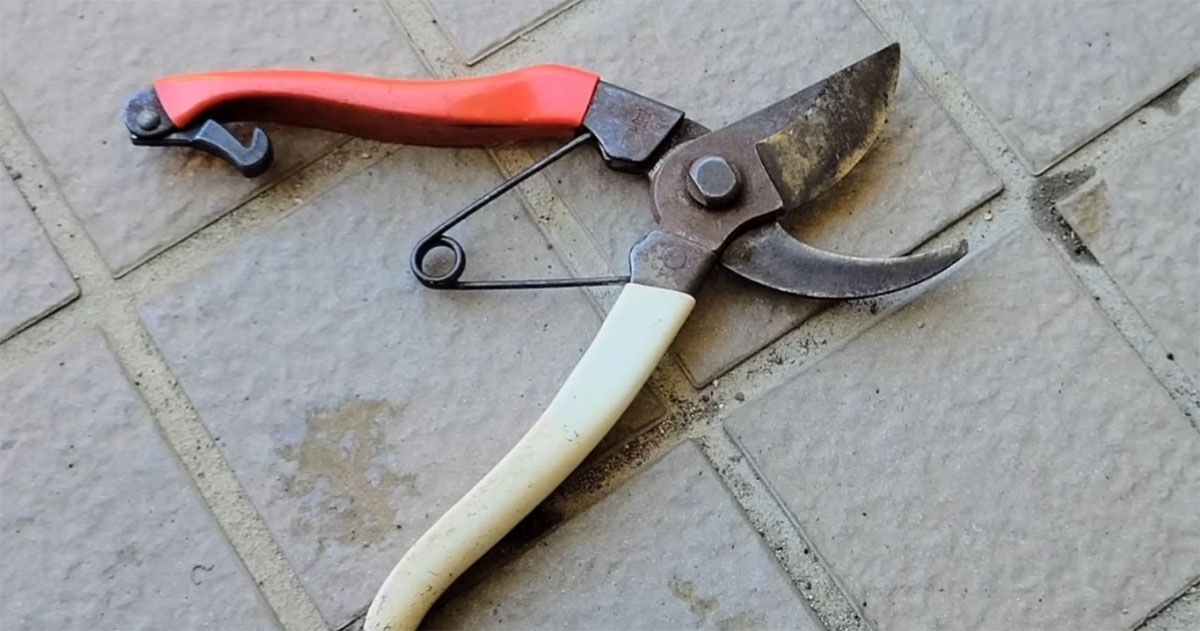 黒く汚れて“キコキコ”鳴る剪定バサミ→プロの一手間で……　長く快適に使う手入れ方法に「おお～！」「大切ですね」（1/3） | ライフハック ねとらぼ