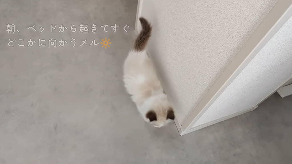 どこかへ向かうメルちゃん