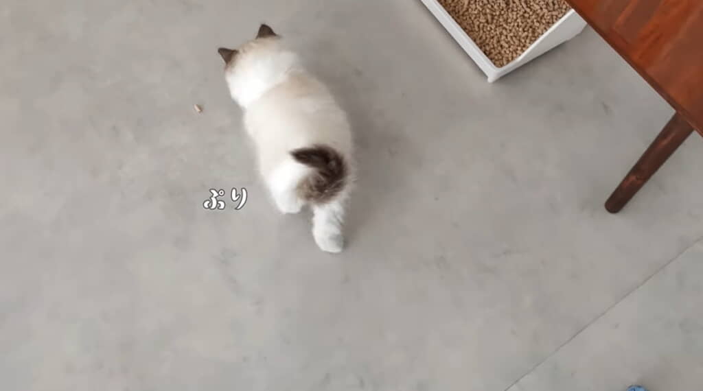 ぷりぷり、てちてち