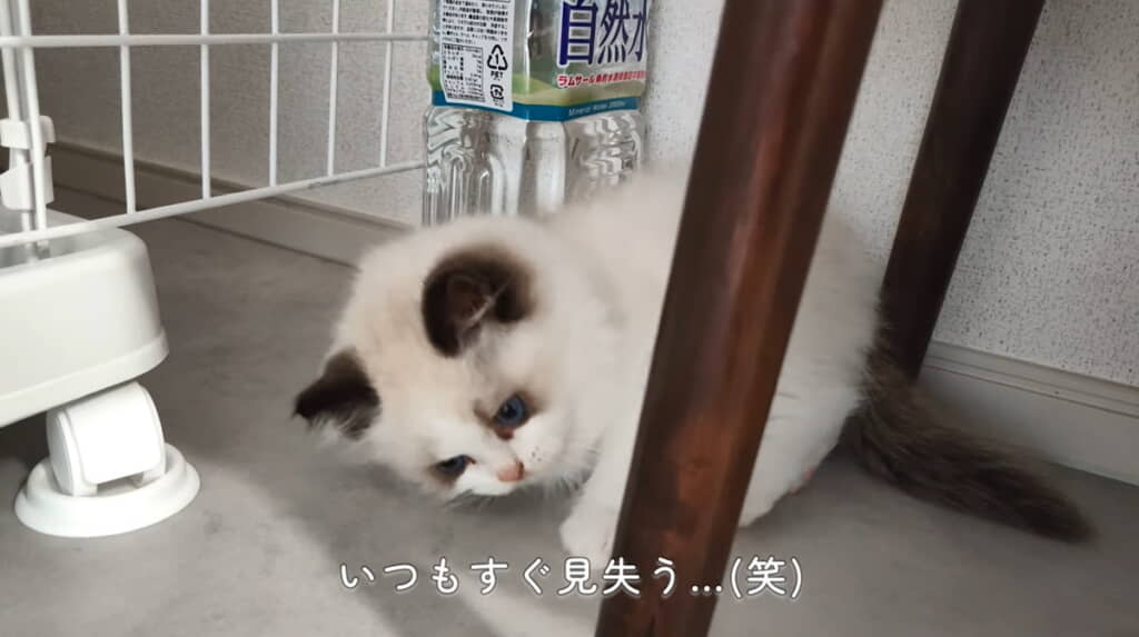 転がしてたトイレ砂を見失ったメルちゃん