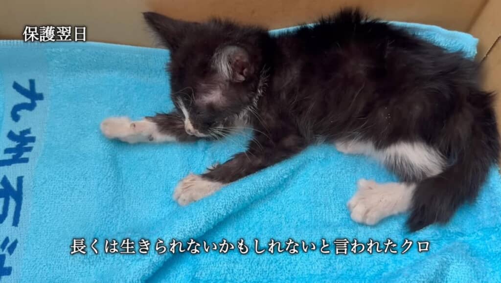 長く生きられないと言われたクロちゃん