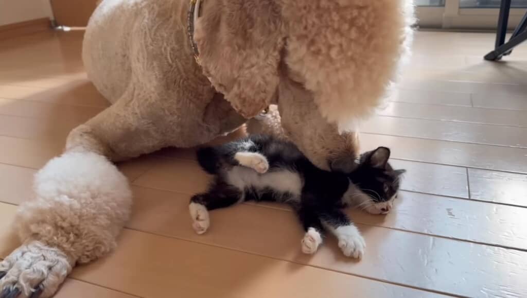 破天荒なバーニーくんに懐いたクロちゃん