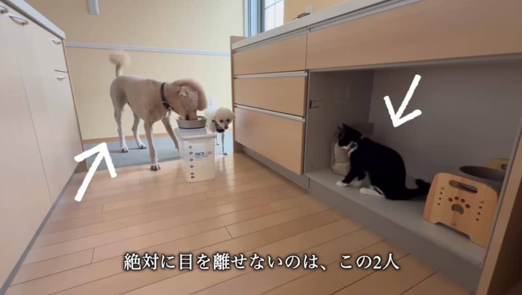 あれ……苦労が増えてる？