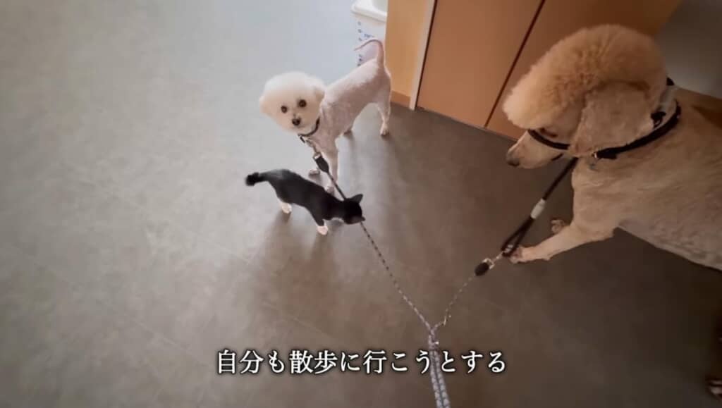 お散歩に行きたそうなクロちゃん