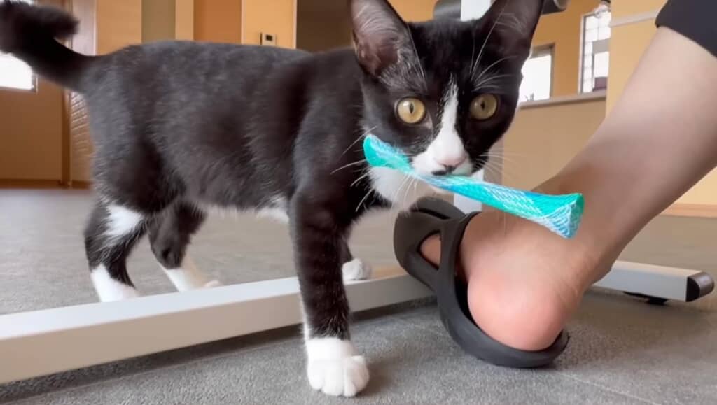 投げたものを取ってくるように