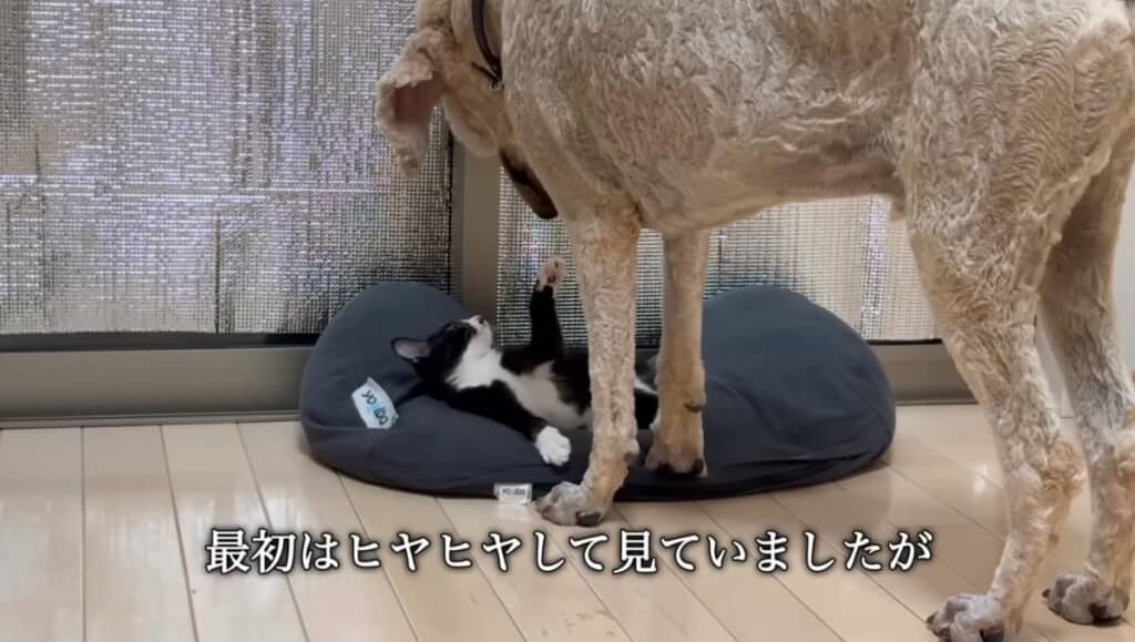 最近はわんプロにハマり中