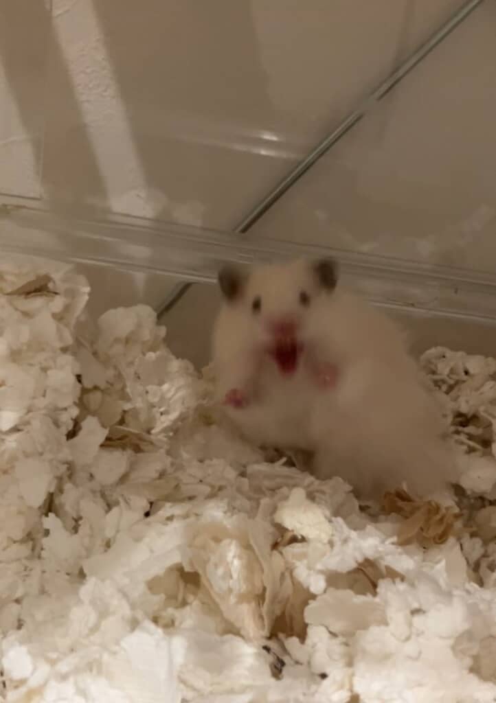 「うわっ!!」と言っているかのよう