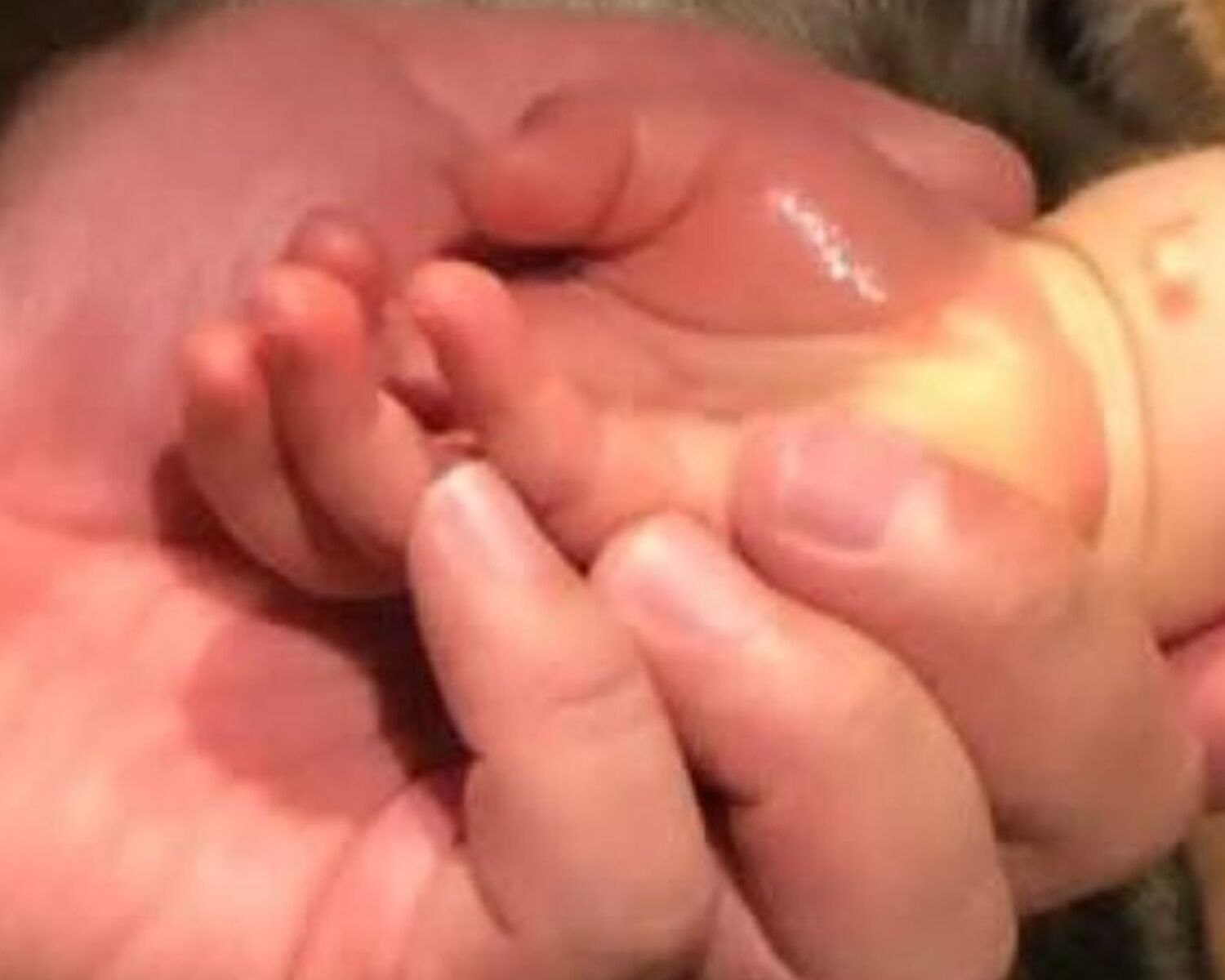 2歳娘と手をつなぐ夫→引きで見ると……　まさかの光景に「声出して笑った」「おまえも猫にならないか？」 | 育児 ねとらぼ