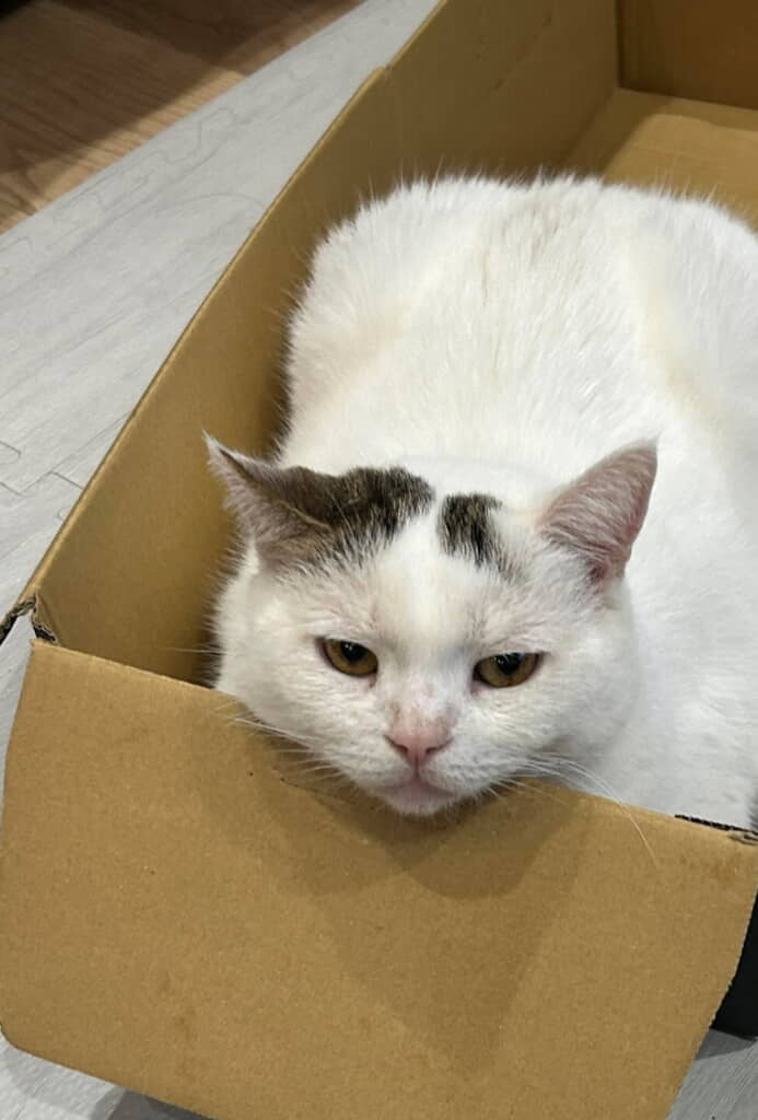 ダンボールでまどろむ猫ちゃん