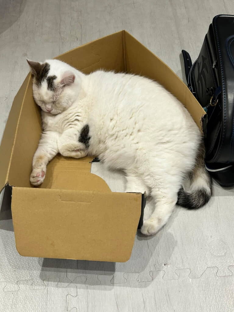 気にせずスヤスヤ