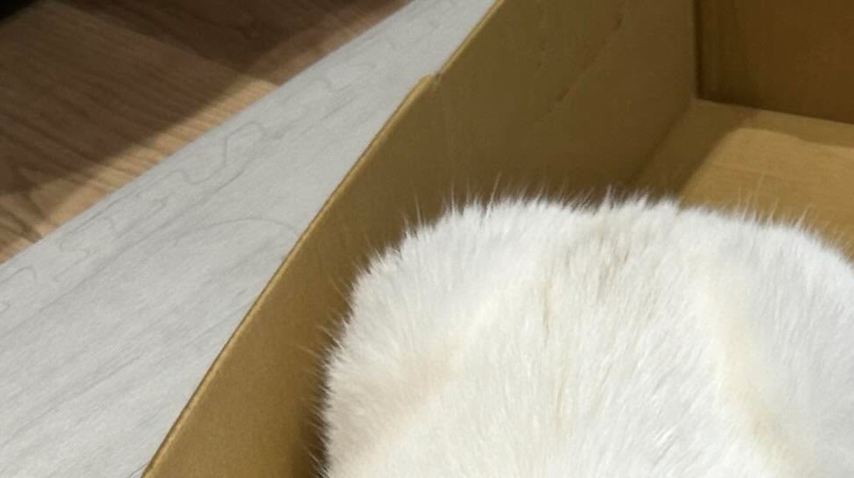 届いたばかりのダンボールにくつろぐ猫、よく見てみると……「なんで落ち着いてるの？」→まさかの光景に「2辺でも」「奥ゆかしい生き物なので…」（1/3） | 猫 ねとらぼ