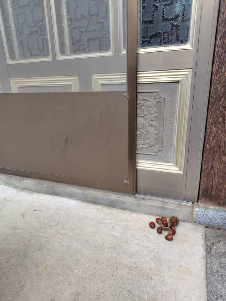 どんぐりがたくさん！