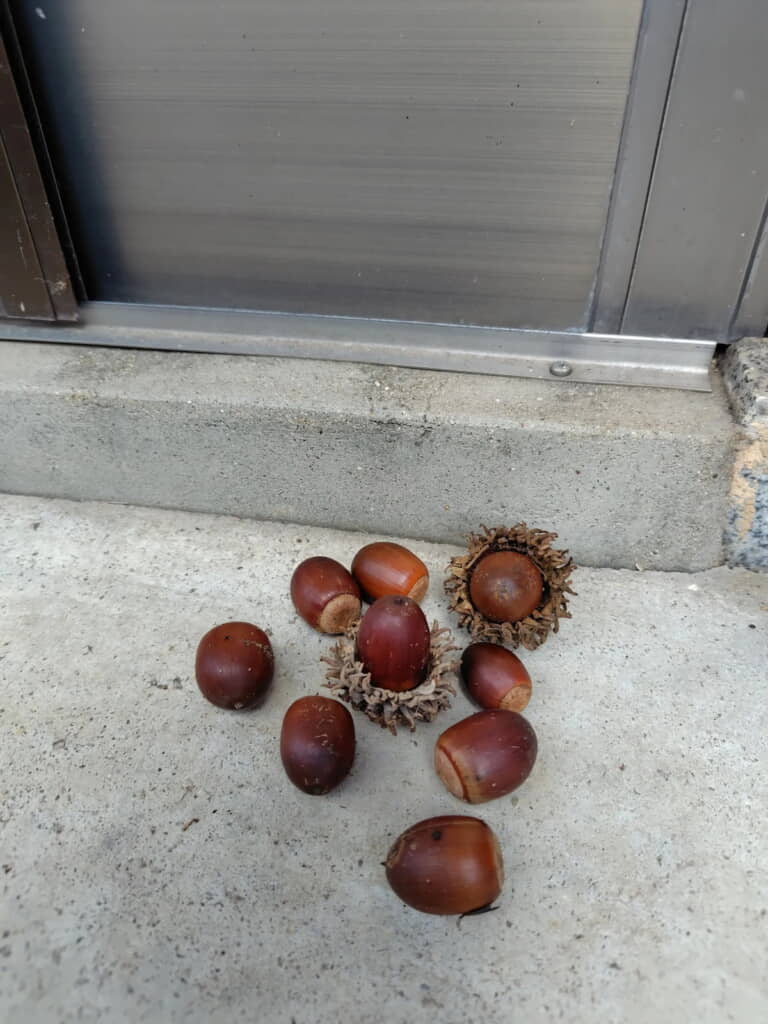 誰が置いていってくれたのしょうね