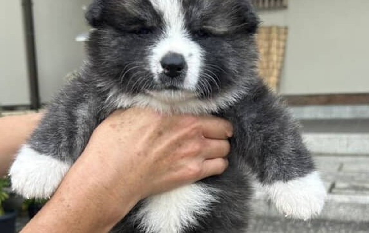 血統書に書かれた“愛犬の本名”が92万表示 まさかの事実に「爆笑